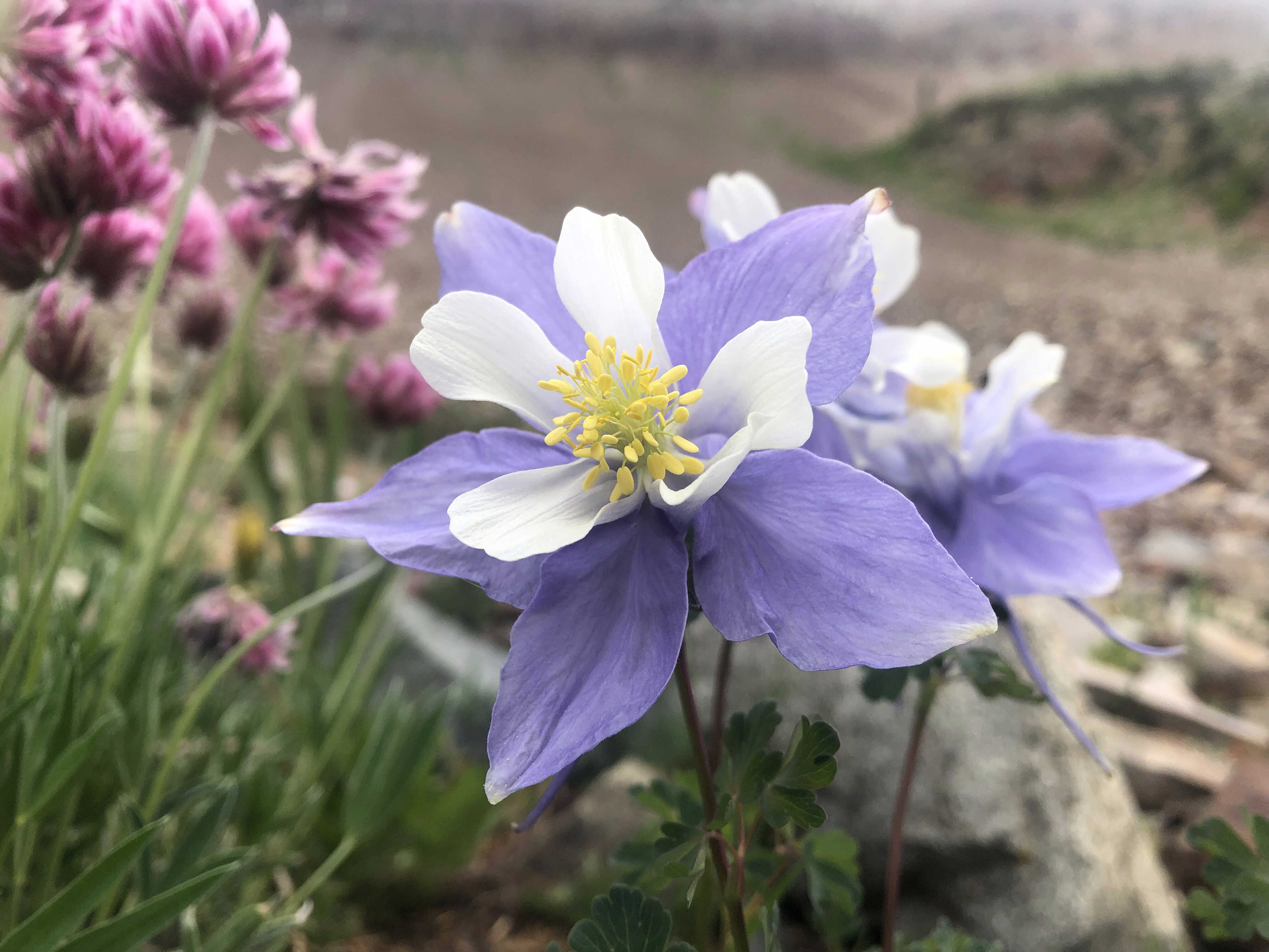 A Rocky Mountain Columbine in the San Juan National Forest.