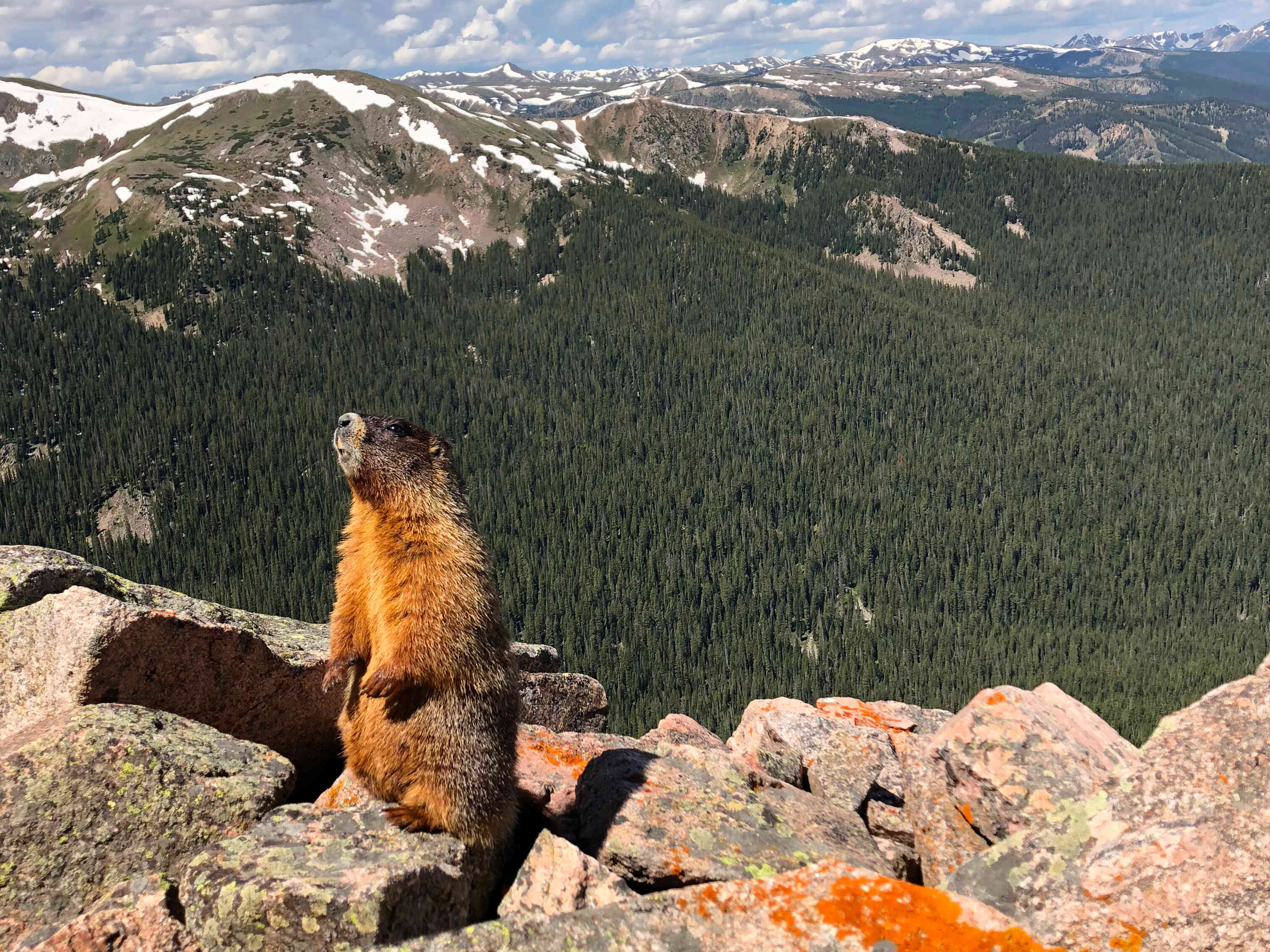 A Yellow-Bellied Marmot in the James Peak Wilderness.